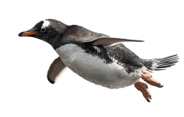 Fototapeta premium Penguin jumping, full body, transparent background