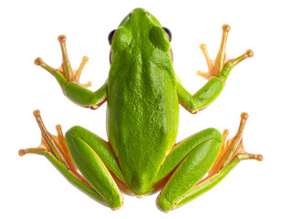 Top-Down View of Frog with Spread Legs, Webbed Feet Visible, Transparent Background PNG