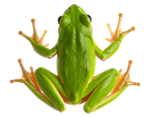Top-Down View of Frog with Spread Legs, Webbed Feet Visible, Transparent Background PNG