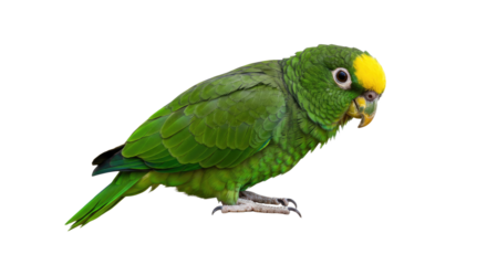 Vibrant YellowCrowned Amazon Parrot Isolated.
