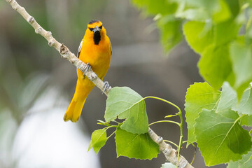 A wild Bullock's Oriole perched in a tree near Golden, Colorado.