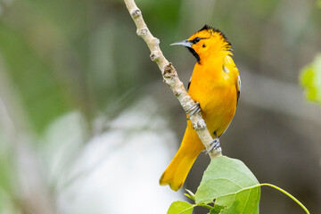 A wild Bullock's Oriole perched in a tree near Golden, Colorado.