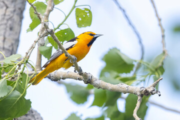 A wild Bullock's Oriole perched in a tree near Golden, Colorado.