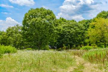 夏の青空と緑豊かな草原の風景