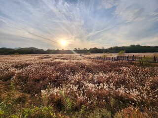 campa, paisaje, cielo, naturaleza, verde, c&eacute;sped, dehesa, agricultura, verano, azul, campesina, chacras, primavera, campo, nube, f&aacute;brica, &aacute;rbol, aterrizar, sol, horizonte, al aire libre, trigo, bos