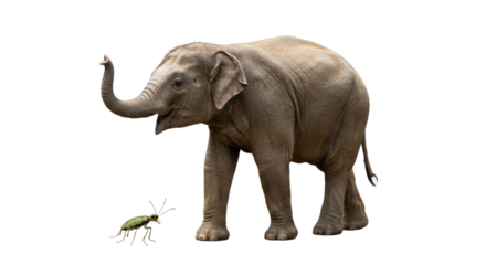 Young Elephant and Tiny Insect on White Background.