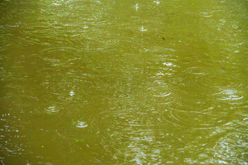 梅雨の雨が水面に波紋を作る08
