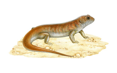 Great desert skink on sandy ground hand drawn realistic illustration. Liopholis kintorei Australia native bright reptile. Australian endemic desert lizard. Kintore's egernia endangered animal