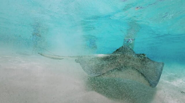 Immerse yourself in an unforgettable experience by swimming alongside the graceful and captivating stingrays in the stunningly beautiful and clear waters of the breathtaking Cayman Islands