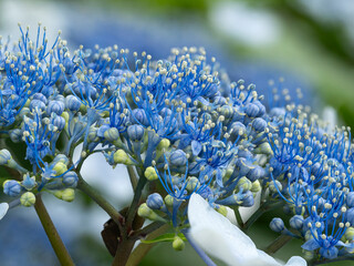 青い額紫陽花の真花