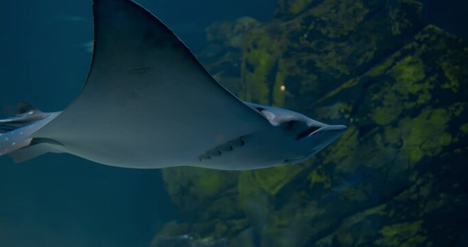 Close-up of manta ray ventral surface swimming above sandy seabed, sunlight filtering through water columns, scene continues with subtle shifts in texture and form, evoking meditative oceanic beauty.