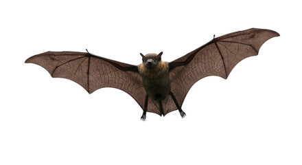 Obraz premium Flying Fox Bat Isolated on White.
