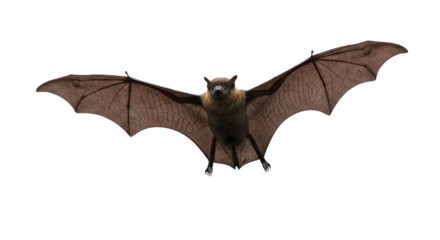 Flying Fox Bat Isolated on White.