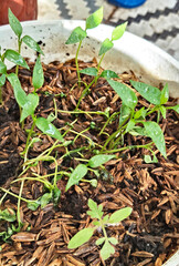 Close-up of Pepper Seedlings in Container