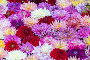 色とりどりのダリアの花が並ぶ美しいフラワーアート