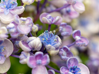 赤紫色の紫陽花の真花