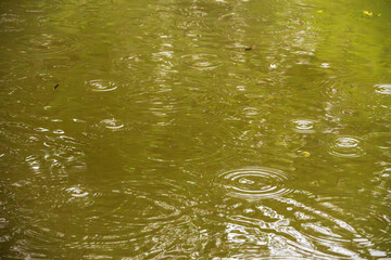 梅雨の雨が水面に波紋を作る20