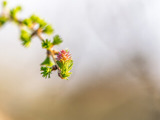 Larch tree fresh pink cones blossom at spring on nature background
