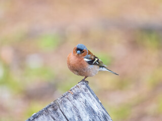 Common chaffinch, Fringilla coelebs, sits on a tree. Common chaffinch in wildlife.