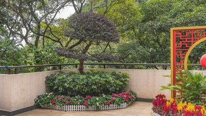 Landscape design of a tropical Chinese park. A fragment. A bonsai tree grows by the fence of the terrace. Decorative flower beds with bright flowers. Lush green vegetation in the background. China.