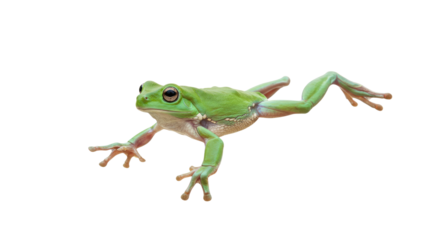Green Tree Frog Isolated on White Background.