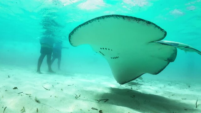 Experience an unforgettable adventure swimming with majestic stingrays in the Cayman Islands clear turquoise waters, surrounded by vibrant marine life and breathtaking ocean views