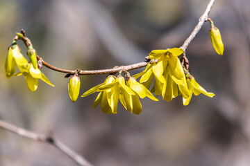 Forsythia. Blooming forsythia bush. Yellow flower on a branch of forsythia.