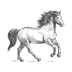 A sketch art of a horse running, showing the initial outline.	