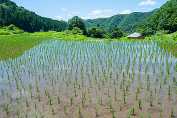 田植えを終えた若桜氷ノ山の棚田の風景 鳥取県 若桜町