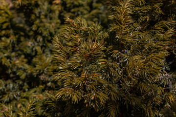 Juniperus communis, the common juniper, is a species of small tree or shrub in the cypress family...