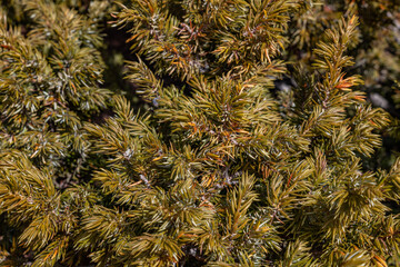 Juniperus communis, the common juniper, is a species of small tree or shrub in the cypress family...