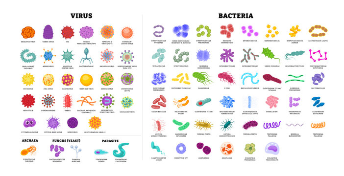 Different types of virus and bacteria set collection poster for healthcare education, Pathogenic bacteria, viruses and microbes, Disease germs, bacterium type, microorganism infection