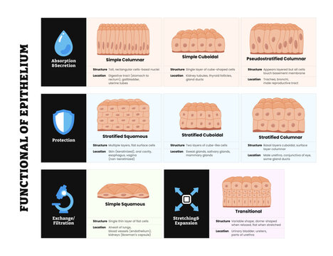 Different Types of epithelial tissue function set : cilliated columnar, simple columnar, simple cuboidal, and simple squamous cells, labeled educational anatomical structure with microbiology.