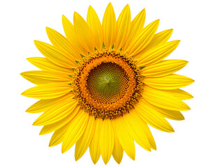 Fototapeta premium Bright Yellow Sunflower in Full Bloom – High-Resolution PNG Cutout