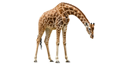 Majestic Giraffe Against White Background.