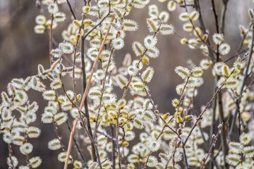Nature awakes in spring. Blooming willow twigs and furry willow-catkins, so called seals or cats....