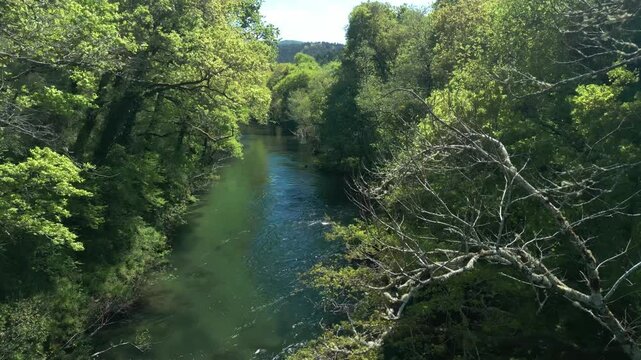 River Lerez Stream Through Wild Forest Trees Near Pedre In Cerdedo-Cotobade, Pontevedra, Galicia, Spain. Aerial Drone Shot