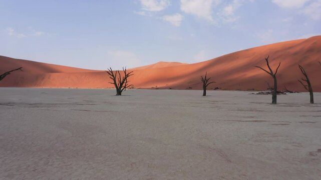 Drone flying through dead camel thorn Trees in Deadvlei, Sossusvlei, Namibia surrounded by the world's tallest sand dunes, Big Daddy and Crazy Dune
