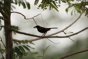 Black bird on tree
