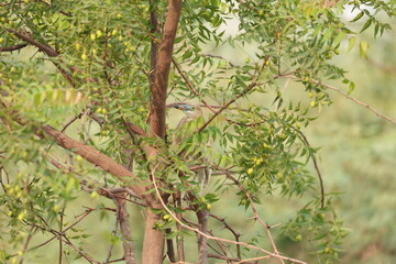 Heron on tree
