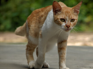 A focused orange and white cat walks confidently outdoors on a smooth surface with a green blurred background.