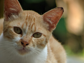 A close-up of an orange and white cat's face, with striking green eyes and alert expression against...