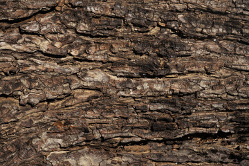 tree bark texture background