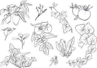 Fototapeta premium Big set of chili pepper tomato herbs and vegetables sketch vector