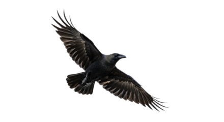Majestic Raven in Flight Wings Spread Wide.