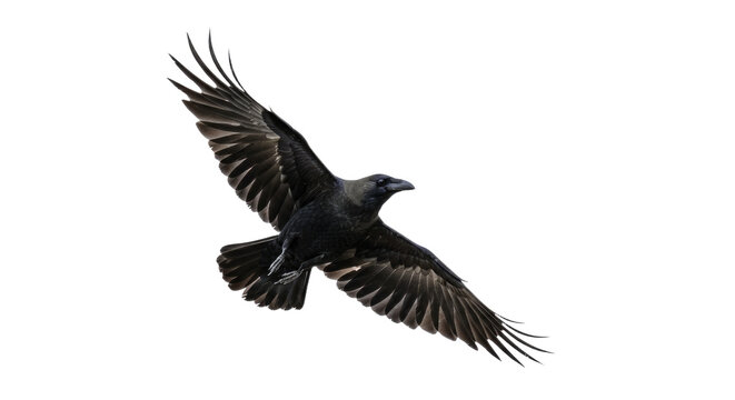 Majestic Raven in Flight Wings Spread Wide.
