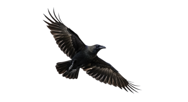 Majestic Raven in Flight Wings Spread Wide.