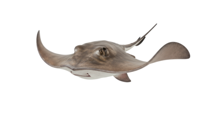 Majestic Stingray Underwater Grace.