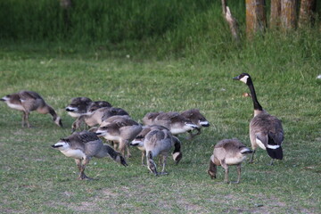 canada goose family