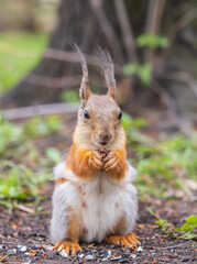 Squirrel eats a nut while sitting in green grass. Eurasian red squirrel, Sciurus vulgaris
